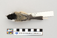 Parus atricapillus image