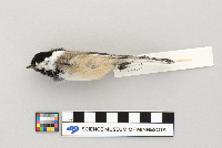 Parus atricapillus image