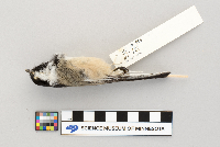 Parus atricapillus image