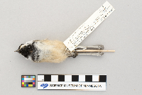 Parus atricapillus image