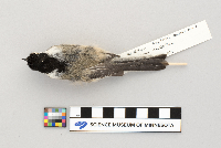 Parus atricapillus image