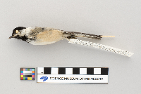 Parus atricapillus image