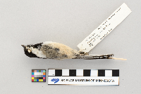 Parus atricapillus image