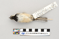 Parus atricapillus image