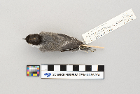 Parus atricapillus image