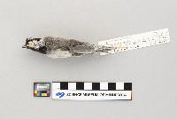 Parus atricapillus image