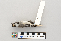 Parus atricapillus image