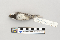 Parus atricapillus image