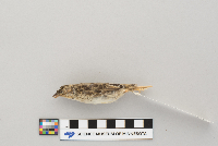 Ammodramus savannarum image