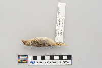 Ammodramus savannarum image