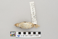 Ammodramus savannarum image