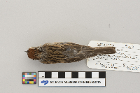 Spizella passerina image