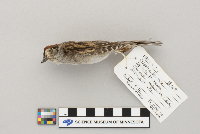 Spizella passerina image