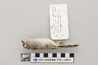 Spizella passerina image