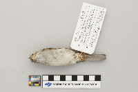 Spizella passerina image