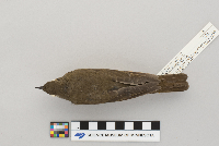 Catharus minimus image