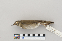 Catharus minimus image