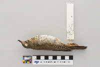Catharus minimus image