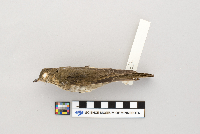 thumbnail image of current specimen