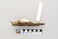 thumbnail image of current specimen