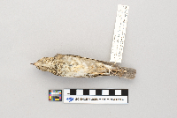 thumbnail image of current specimen