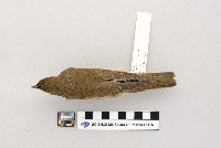 Catharus ustulatus image
