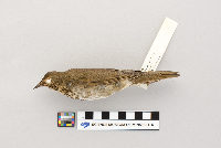 Catharus ustulatus image