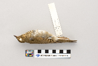 Catharus ustulatus image