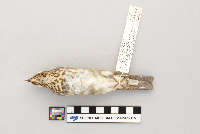 Catharus ustulatus image