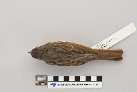 Passerella iliaca image