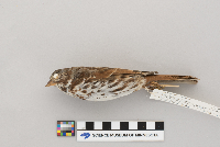 Passerella iliaca image