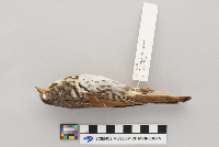 Passerella iliaca image