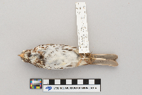 Passerella iliaca image