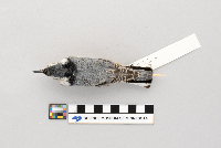 thumbnail image of current specimen