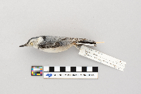 thumbnail image of current specimen