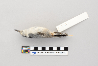 thumbnail image of current specimen