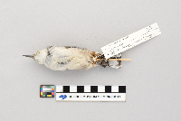 thumbnail image of current specimen
