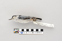 Sitta carolinensis image