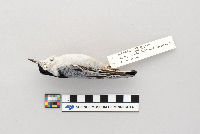 Sitta carolinensis image