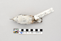 Sitta carolinensis image