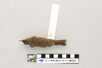 Troglodytes aedon image