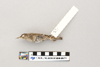 Troglodytes aedon image