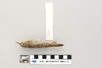 Troglodytes aedon image