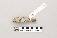 Troglodytes aedon image