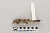 Melospiza melodia image