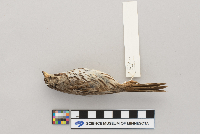 Melospiza melodia image