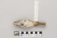 Melospiza melodia image