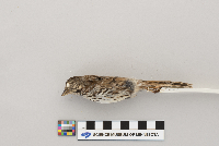 Melospiza melodia image