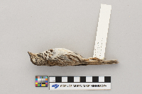 Melospiza melodia image