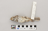 Melospiza melodia image